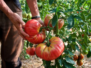Gigantic tomatoes
